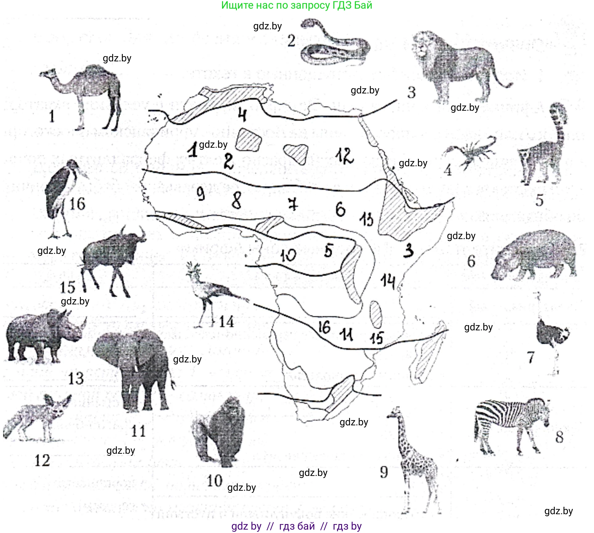 География, 7 класс рабочая тетрадь, авторы: Кольмакова Елена Генадьевна, Сарычева Ольга Владимировна, Тарасенок Елена Николаевна, издательство Аверсэв, Минск, 2024, страница 42, номер 4, Решение