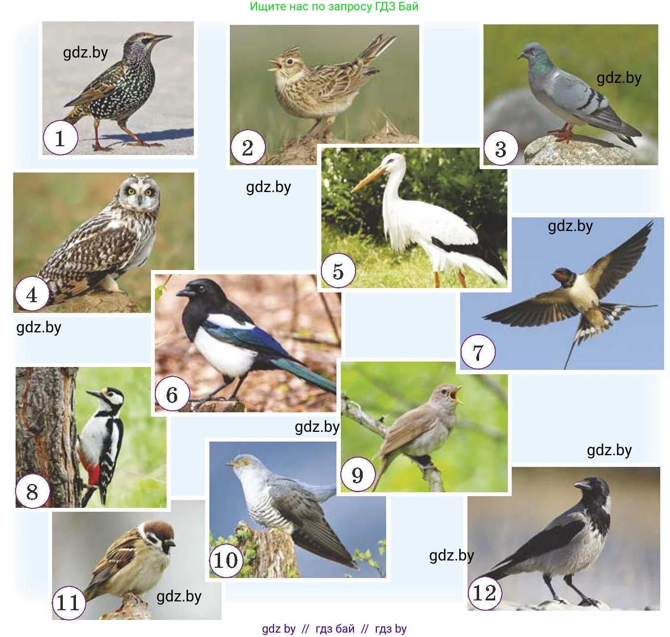 Немецкий язык (Deutsch), 6 класс Учебник (Schülerbuch), авторы: Будько Антонина Филипповна (Budjko Antonina), Урбанович Инна Ювинальевна (Urbanowitsch Ina), издательство Вышэйшая школа, Минск, 2020, бежевого цвета, страница 184, номер a, Условие (продолжение 2)